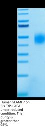 Human SLAMF7/CRACC/CD319 Protein (SMF-HM407)