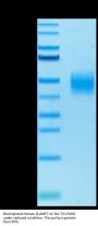 Biotinylated Human SLAMF7/CRACC/CD319 Protein (SMF-HM407B)