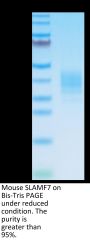 Mouse SLAMF7/CRACC/CD319 Protein (SMF-MM107)