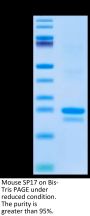 Mouse SP17 Protein (SP7-ME117)