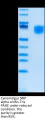 Cynomolgus SIRP alpha/CD172a Protein (SRP-CM172)