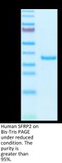 Human SFRP2 Protein (SRP-HM102)