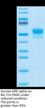 Human SIRP alpha/CD172a Protein (SRP-HM172)