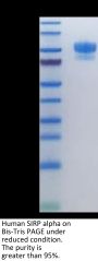 Human SIRP alpha/CD172a Protein (SRP-HM272)