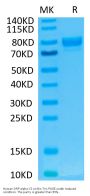 Human SIRP alpha V2/CD172a Protein (SRP-HM2V2)