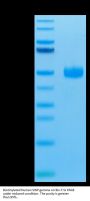 Biotinylated Human SIRP gamma/CD172g Protein (SRP-HM40GB)