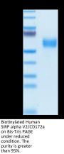 Biotinylated Human SIRP alpha V2/CD172a Protein (SRP-HM4V2B)