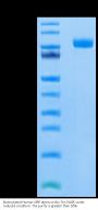 Biotinylated Human SIRP alpha/CD172a Protein (SRP-HM572B)
