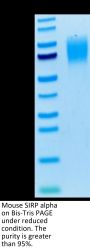 Mouse SIRP alpha/CD172a Protein (SRP-MM172)
