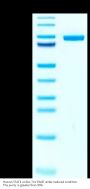 Human STAT4 Protein (STA-HB1T4)