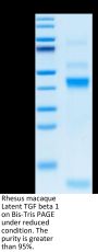 Rhesus macaque Latent TGF beta 1/TGFB1 Protein (TG1-CM102)