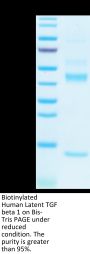 Biotinylated Human Latent TGF beta 1/TGFB1 Protein (TG1-HM401B)