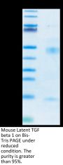 Mouse Latent TGF beta 1/TGFB1 Protein (TG1-MM101)