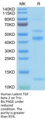 Human Latent TGF beta 2/TGFB2 Protein (TGF-HM102)