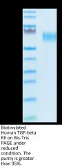 Biotinylated Human TGF-beta RII/TGFBR2 Protein (TGF-HM3R2B)