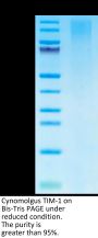 Cynomolgus TIM-1/HAVCR1 Protein (TIM-CM101)