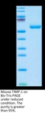 Mouse TIMP-1 Protein (TIM-MM201)