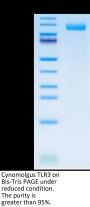 Cynomolgus TLR3 Protein (TLR-CM103)
