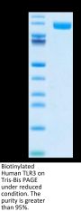 Biotinylated Human TLR3 Protein (Primary Amine Labeling) (TLR-HM103B)
