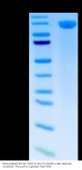 Biotinylated Human TLR3 Protein (TLR-HM403B)