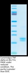 Cynomolgus TNF alpha Protein (TNF-CM10A)