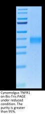 Cynomolgus TNFR1/CD120a/TNFRSF1A Protein (TNF-CM1R1)