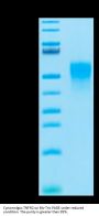 Cynomolgus TNFR2/CD120b/TNFRSF1B Protein (TNF-CM1R2)
