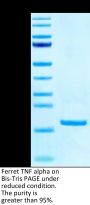 Ferret TNF alpha Protein (TNF-FE00A)
