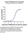 Human TNFRSF11B Protein (TNF-HM11B)