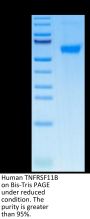 Human TNFRSF11B Protein (TNF-HM11B)