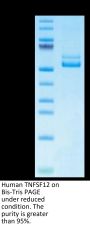 Human TNFSF12/TWEAK Protein (TNF-HM212)