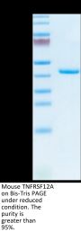 Mouse TNFRSF12A/TWEAKR Protein (TNF-MM20A)