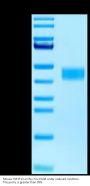 Mouse TNFSF12/TWEAK Protein (TNF-MM612)