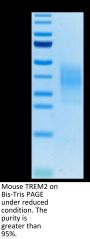 Mouse TREM2 Protein (TRM-MM101)