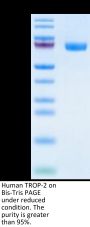 Human TROP-2/TACSTD2 Protein, Ultra Low Endotoxin (TRP-HM221-UL)