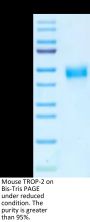 Mouse TROP-2/TACSTD2 Protein (TRP-MM121)