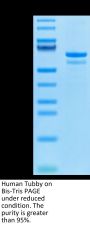 Human Tubby Protein (TUB-HE101)