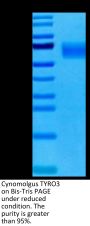 Cynomolgus TYRO3 Protein (TYR-CM103)