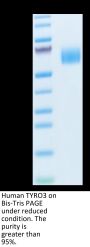 Human TYRO3 Protein (TYR-HM103)