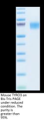 Mouse TYRO3 Protein (TYR-MM103)