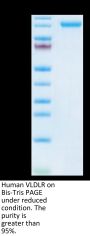 Human VLDLR Protein (VDR-HM101)