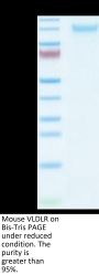 Mouse VLDLR Protein (VDR-MM101)