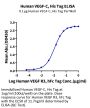 Human VEGF-C/Flt4-L Protein (VEG-HM4F1)