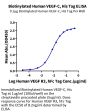 Biotinylated Human VEGF-C/Flt4-L Protein (VEG-HM4F1B)