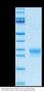 Biotinylated Human VEGF-C/Flt4-L Protein (VEG-HM4F1B)