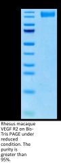 Rhesus macaque VEGF R2/KDR Protein (VGF-CM1R2)