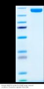Human VEGF R2/KDR Protein (VGF-HM2R2)