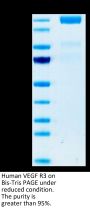 Human VEGF R3/FLT4 Protein (VGF-HM2R3)