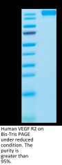 Human VEGF R2/KDR Protein (VGF-HM3R2)