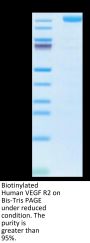 Biotinylated Human VEGF R2/KDR Protein (Primary Amine Labeling) (VGF-HM3R2B)